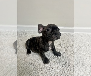 French Bulldog Puppy for sale in CHARLESTON, SC, USA
