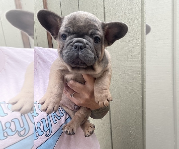 Medium Photo #1 French Bulldog Puppy For Sale in PASADENA, CA, USA
