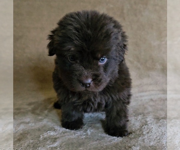 Medium Photo #2 Newfoundland Puppy For Sale in CAMBRIDGE, NE, USA