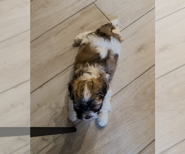 Medium Photo #11 Zuchon Puppy For Sale in CLERMONT, FL, USA
