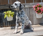 Small Photo #89 Dalmatian Puppy For Sale in GOSHEN, IN, USA