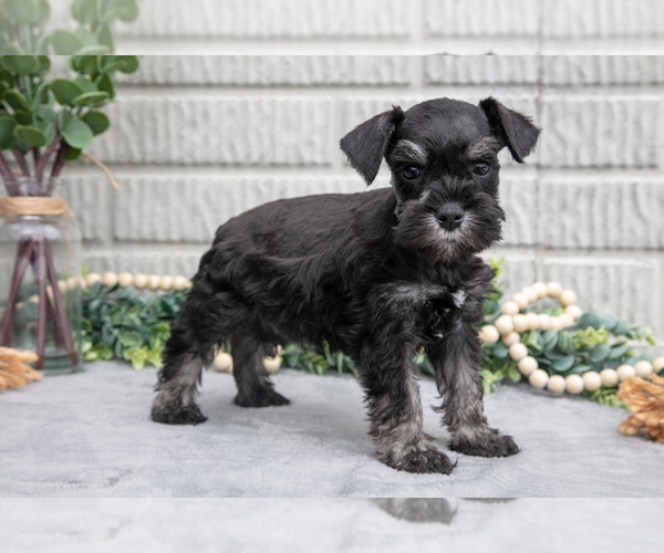 Medium Photo #2 Schnauzer (Miniature) Puppy For Sale in BALTIC, OH, USA