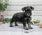 Small Photo #12 Schnauzer (Miniature) Puppy For Sale in BALTIC, OH, USA