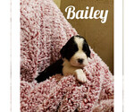 Puppy Bailey English Springer Spaniel