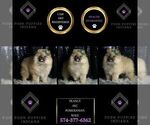 Puppy Peanut AKC Pomeranian