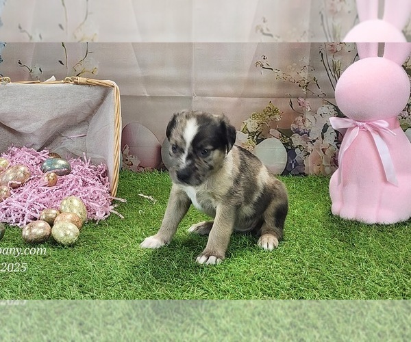 Medium Photo #19 Catahoula Leopard Dog Puppy For Sale in CUMBY, TX, USA