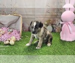 Small #18 Catahoula Leopard Dog