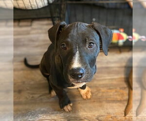 Medium American Pit Bull Terrier Mix
