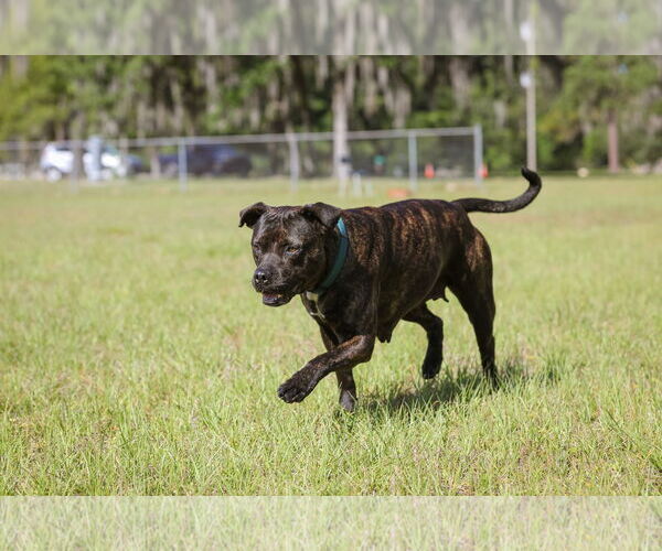 Medium Photo #7 Mutt Puppy For Sale in  Gainesville, FL, USA