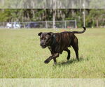 Small #6 Mutt