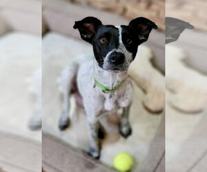 Mutt Dogs for adoption in Mission Viejo, CA, USA