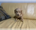 Small Photo #20 Goldendoodle (Miniature) Puppy For Sale in RALEIGH, NC, USA