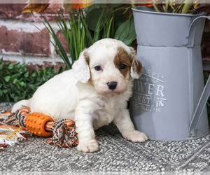 Cavapoo (Miniature) Puppy for sale in SYRACUSE, IN, USA