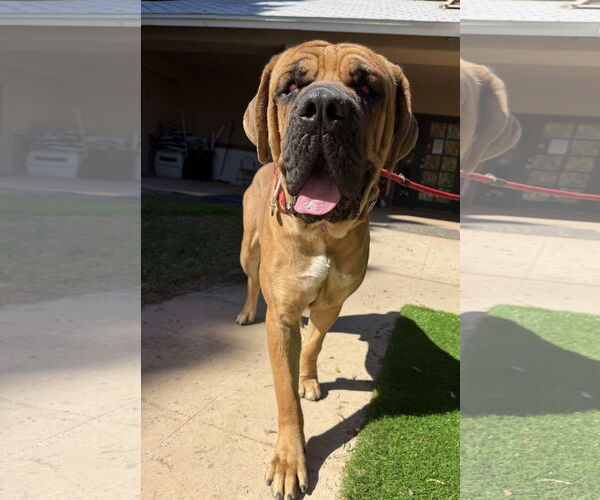 Medium Photo #1 Mastiff Puppy For Sale in Goodyear, AZ, USA
