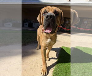 Mastiff Dogs for adoption in Goodyear, AZ, USA