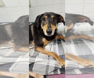 Smith (Smitty) Special Needs - Male Mutt Dog for Adoption - Photo #3