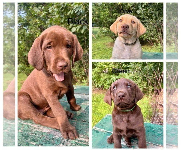 Medium Photo #1 Labrador Retriever Puppy For Sale in STANLEY, WI, USA