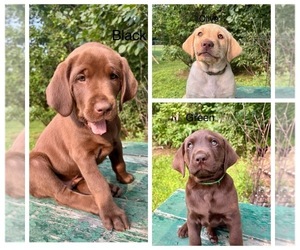 Labrador Retriever Litter for sale in STANLEY, WI, USA