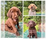 Small Labrador Retriever