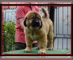 Small #10 Caucasian Shepherd Dog