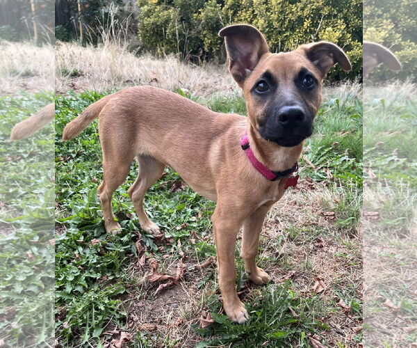 Medium Photo #9 Black Mouth Cur-Unknown Mix Puppy For Sale in Milwaukie, OR, USA