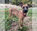 Small #8 Black Mouth Cur Mix