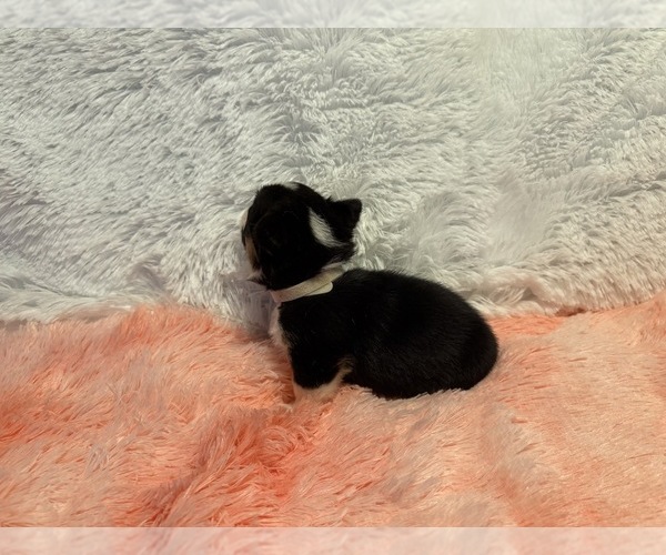 Medium Photo #4 American Corgi Puppy For Sale in CANAL WINCHESTER, OH, USA