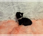 Small #3 American Corgi