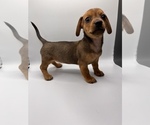 Small Photo #6 Dachshund Puppy For Sale in SAINT AUGUSTINE, FL, USA