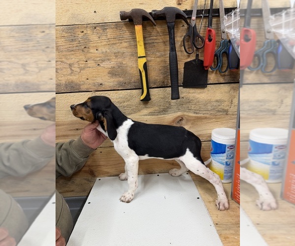 Medium Photo #3 Treeing Walker Coonhound Puppy For Sale in TABOR CITY, NC, USA