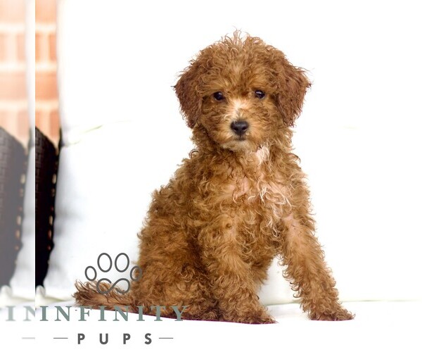 Medium Photo #3 Poodle (Toy) Puppy For Sale in LANCASTER, PA, USA