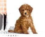 Small #2 Poodle (Toy)
