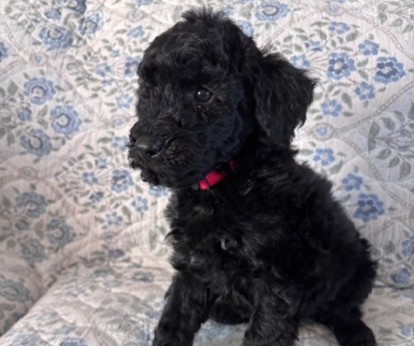 Medium Photo #4 Schnoodle (Giant) Puppy For Sale in ANDERSON, CA, USA