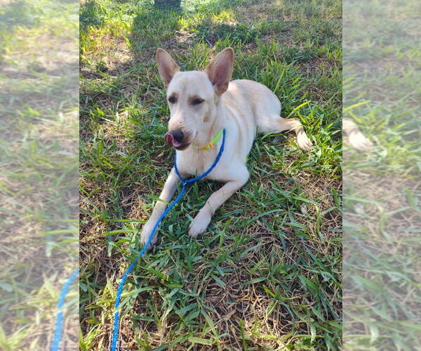 Medium Photo #8 Mutt Puppy For Sale in New York, NY, USA