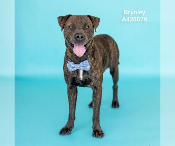 Medium Photo #2 Mutt Puppy For Sale in Conroe, TX, USA