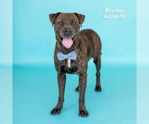 BRYNLEY - Male Mutt Dog for Adoption - Photo #2