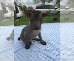 Small Photo #9 Xoloitzcuintli (Mexican Hairless) Puppy For Sale in SACRAMENTO, CA, USA