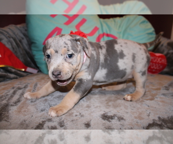 Medium Photo #1 American Bully Puppy For Sale in NORWALK, CT, USA