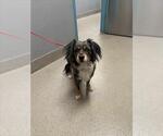 Small Australian Shepherd Mix