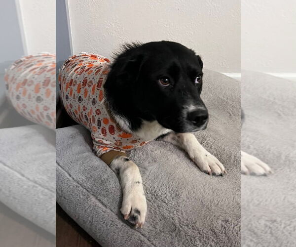 Medium Photo #3 Border-Aussie Puppy For Sale in Salt Lake City, UT, USA