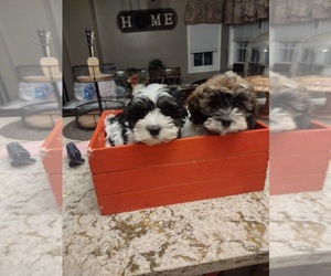 Mal-Shi Puppy for sale in CHICAGO, IL, USA