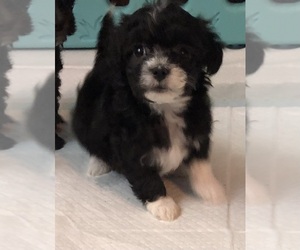 Maltipoo (Miniature) Puppy for sale in DOUGLAS, GA, USA