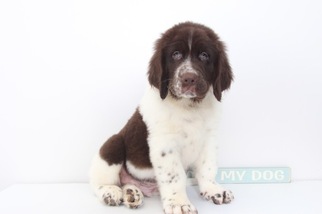 Newfoundland Puppy for sale in NAPLES, FL, USA