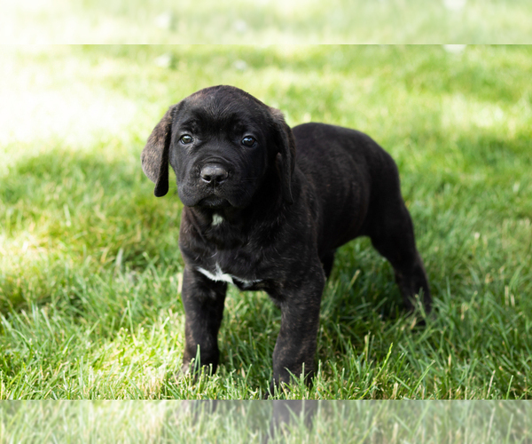 Medium Photo #61 Cane Corso Puppy For Sale in WAKARUSA, IN, USA