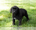 Small Photo #61 Cane Corso Puppy For Sale in WAKARUSA, IN, USA