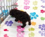 Nugget - Female Cockapoo (Toy)-Poodle (Toy) Mix Puppy for Sale - Photo #6