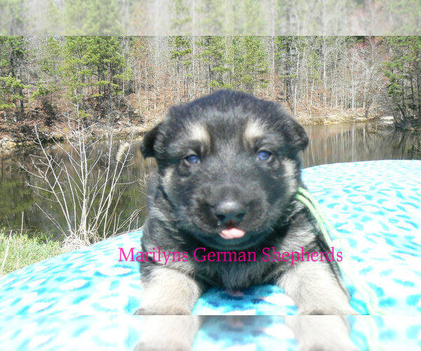 Medium Photo #5 German Shepherd Dog Puppy For Sale in PIEDMONT, MO, USA