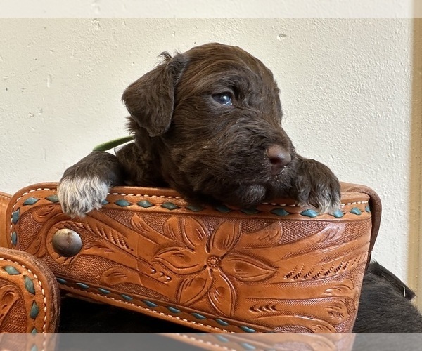 Medium Photo #3 Brittnepoo Puppy For Sale in SALEM, MO, USA