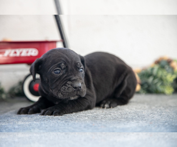 Medium Photo #1 Cane Corso Puppy For Sale in BIRD IN HAND, PA, USA