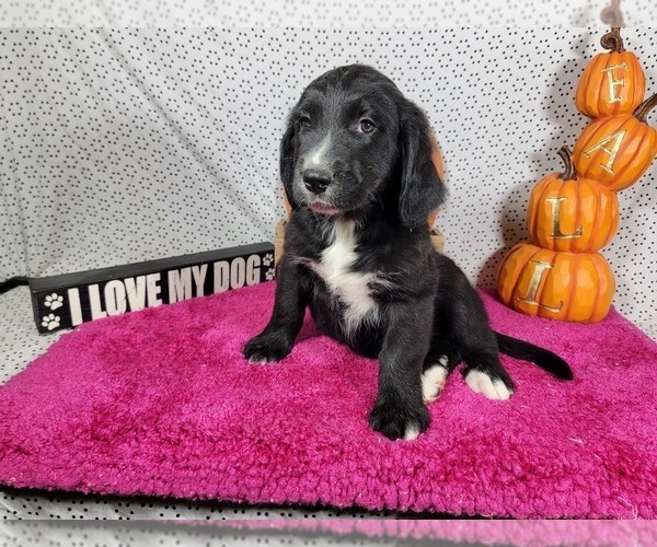 Medium Photo #6 Golden Mountain Dog Puppy For Sale in BLACK FOREST, CO, USA